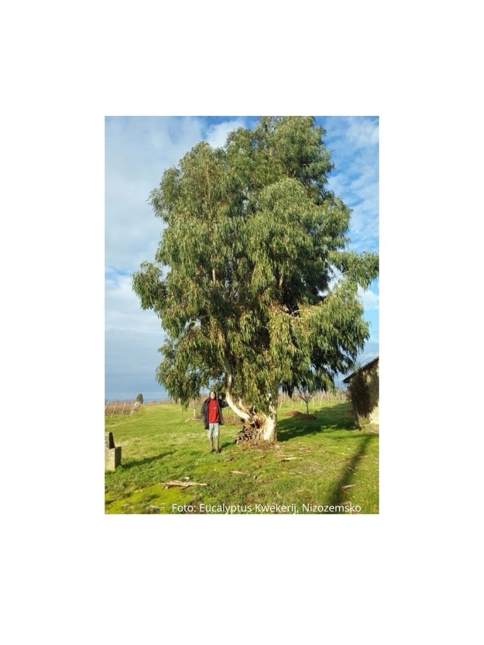 Eucalyptus Darlympleana může v ideálních podmínkách dosáhnout výšky 40m