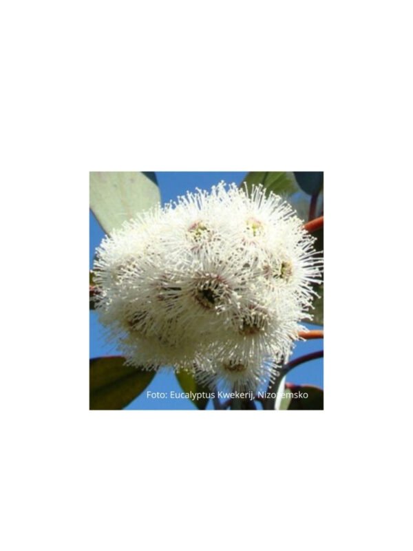 Eucalyptus Pauciflora Debeuzevillei v květu