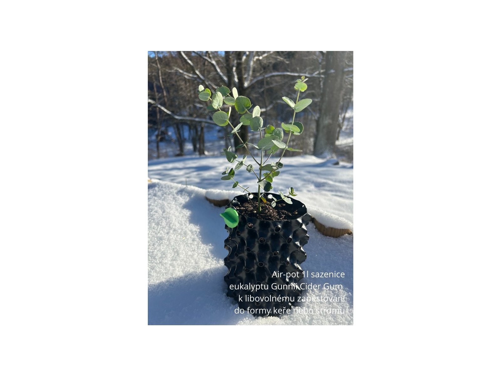 Sazenice eukalyptu Air-pot 1l k zapěstování
