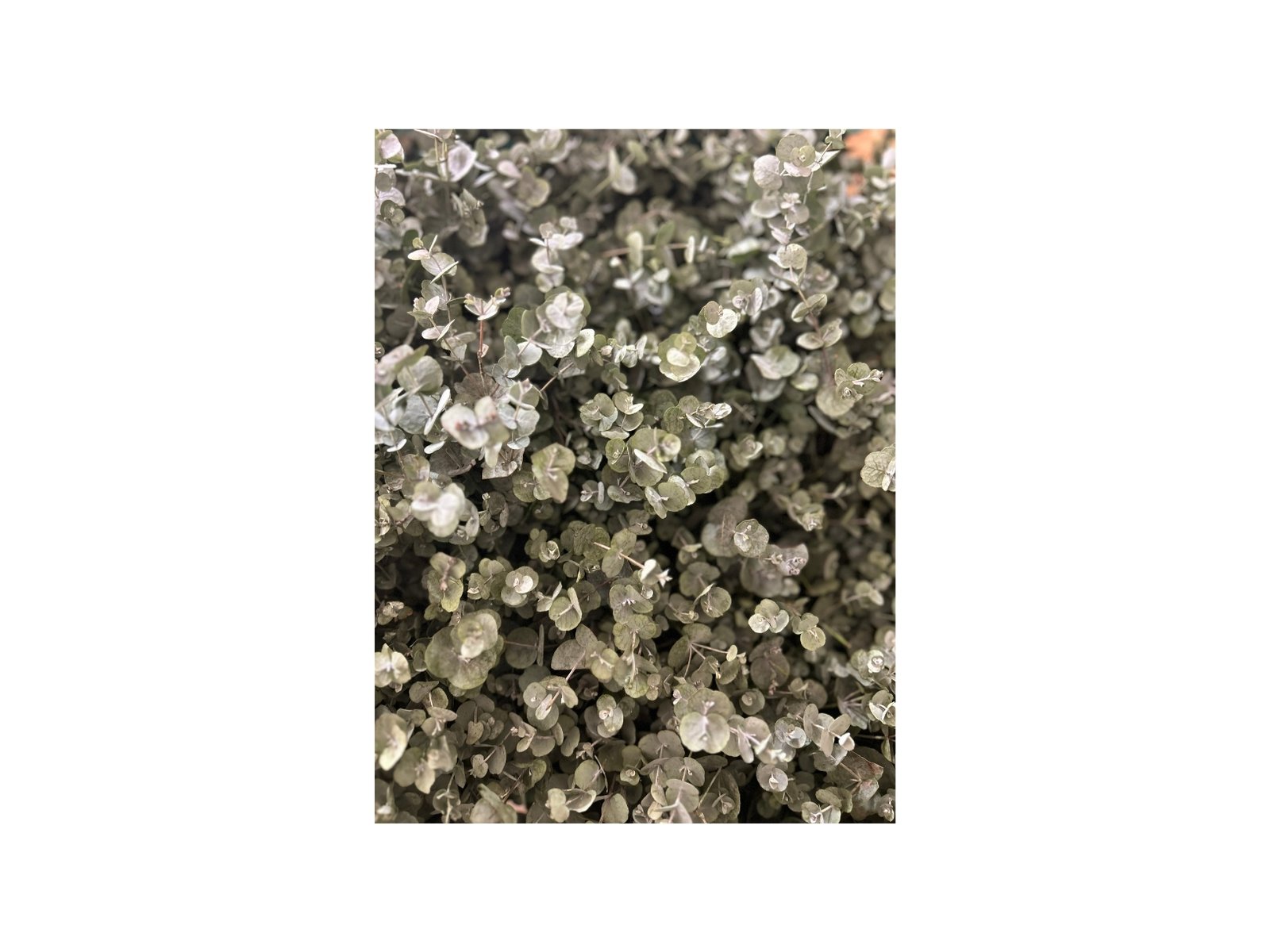 Detail listů eukalyptu, šedozelené zbarvení