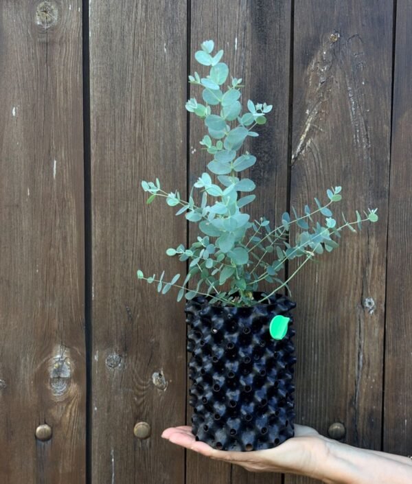 Eucalyptus Archeri "Alpine cider gum"