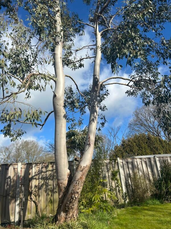 Eucalyptus Archeri "Alpine cider gum" - Obrázek 5