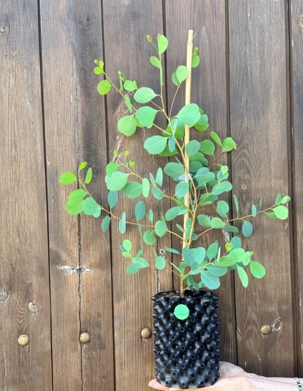 Eucalyptus Camphora