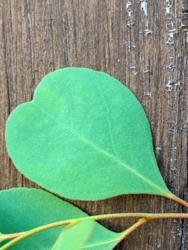 List Eucalyptus Camphora