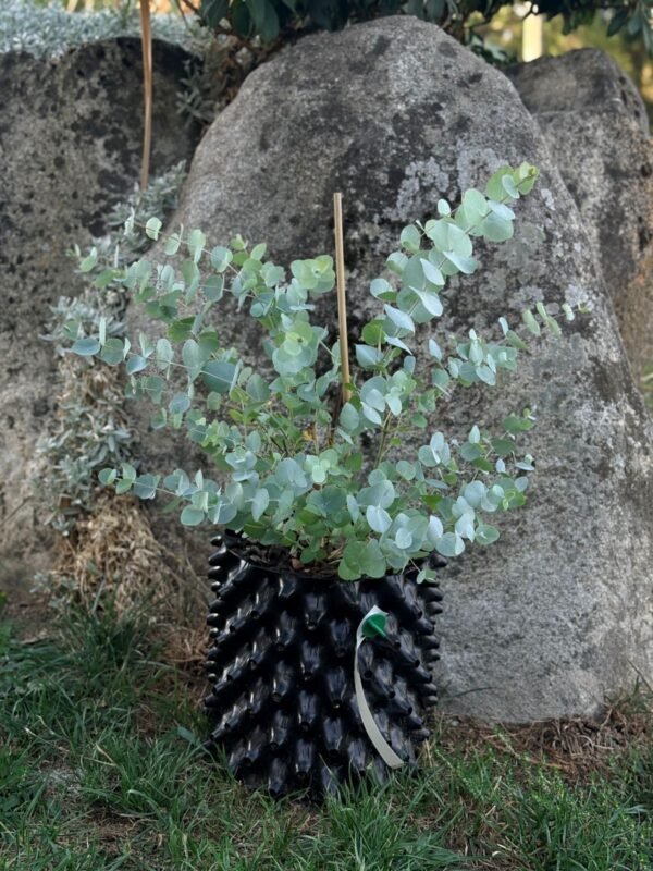 Eucalyptus cinerea ‘Silver Dollar’ - Obrázek 6