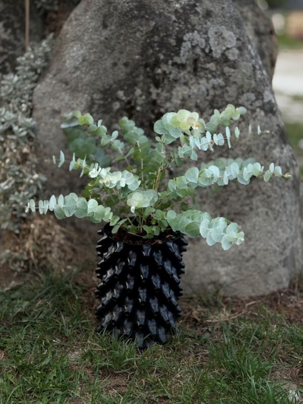 Eucalyptus cinerea ‘Silver Dollar’
