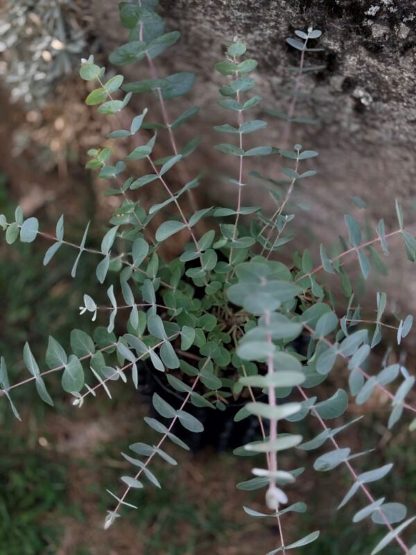 Eucalyptus cinerea ‘Silver Dollar’ - Obrázek 7