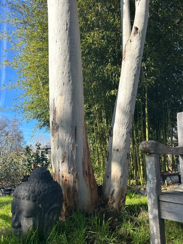 Eucalyptus Dalrympleana - Obrázek 5