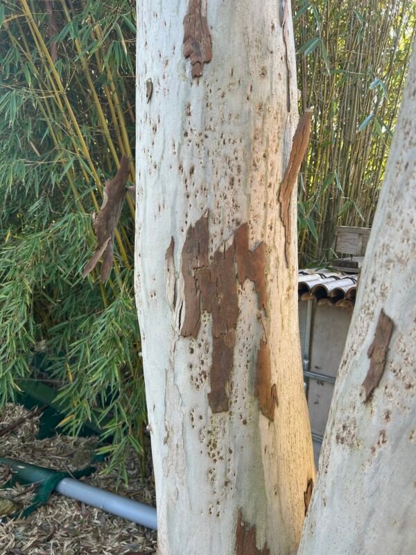 Eucalyptus Dalrympleana - Obrázek 3