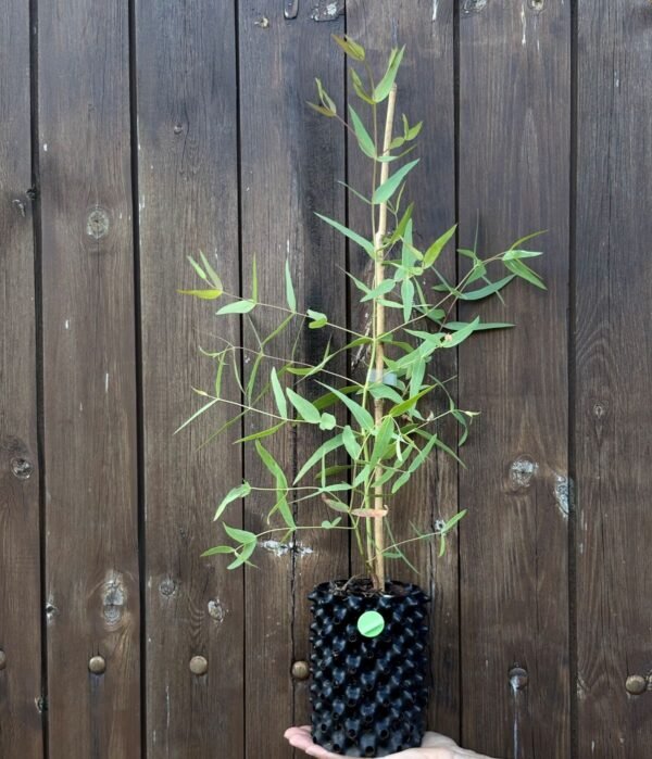 Eucalyptus Dalrympleana
