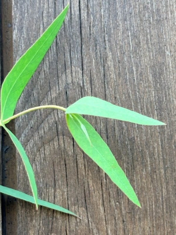 Eucalyptus Dalrympleana - Obrázek 8