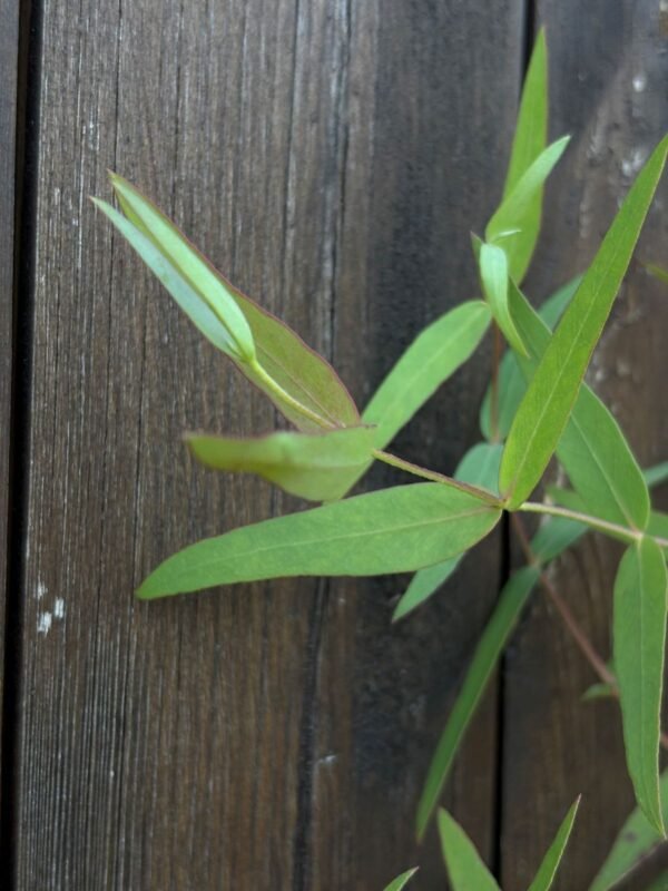 Eucalyptus Dalrympleana - Obrázek 7