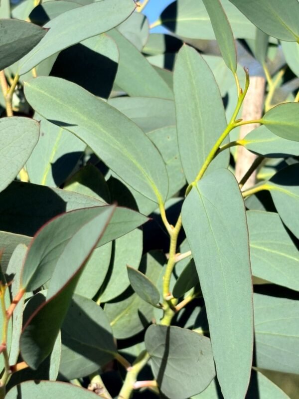 Eucalyptus Pauciflora subsp. Debeuzevillei - Obrázek 5