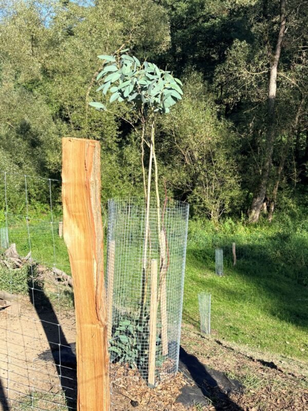 Eucalyptus Pauciflora subsp. Debeuzevillei - Obrázek 6