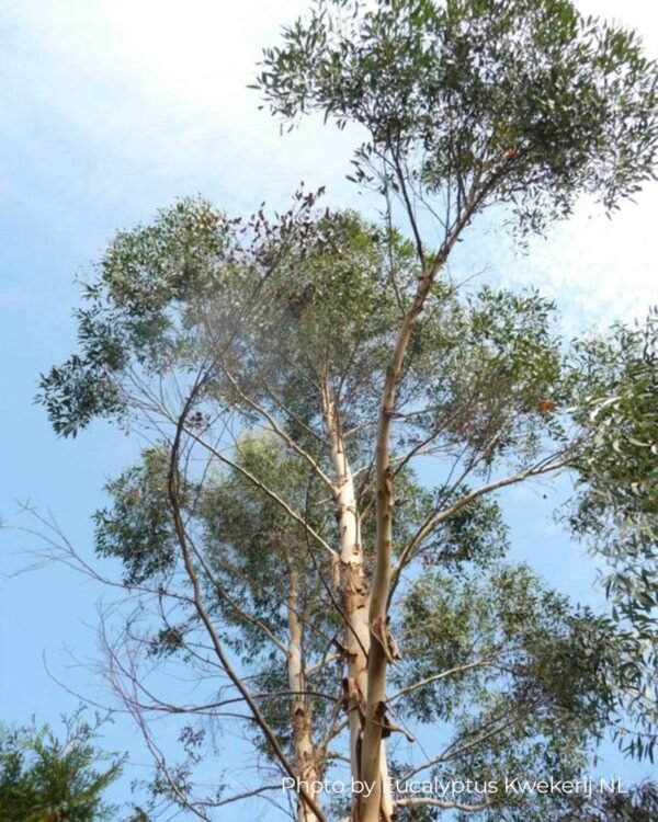 Eucalyptus Archeri "Alpine cider gum" - Obrázek 2
