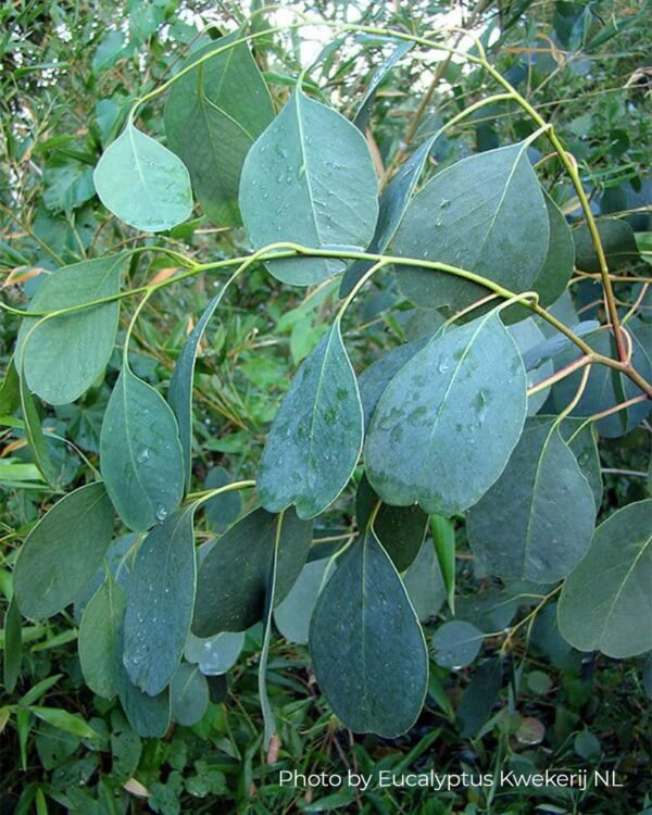 Eucalyptus Camphora - Obrázek 4