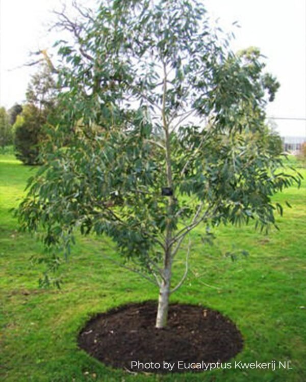 Eucalyptus coccifera "Tasmanian Snow Gum"