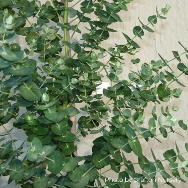 Eucalyptus crenulata "Victoria silver gum" - Obrázek 4