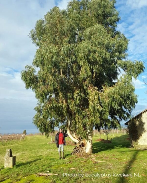 Eucalyptus Dalrympleana - Obrázek 2