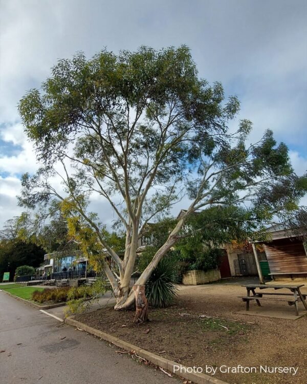 Eucalyptus Pauciflora subsp. Niphophilla - Obrázek 7