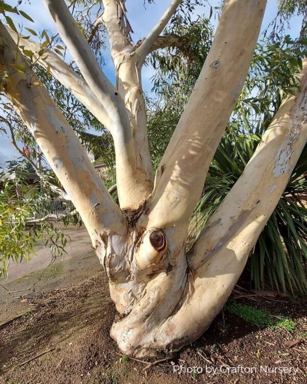 Eucalyptus Pauciflora subsp. Niphophilla - Obrázek 2
