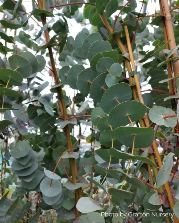 Eucalyptus Perriniana "Spinning Gum" - Obrázek 10