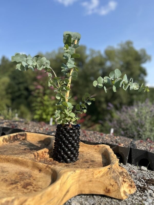 Eucalyptus cinerea ‘Silver Dollar’ - Obrázek 2