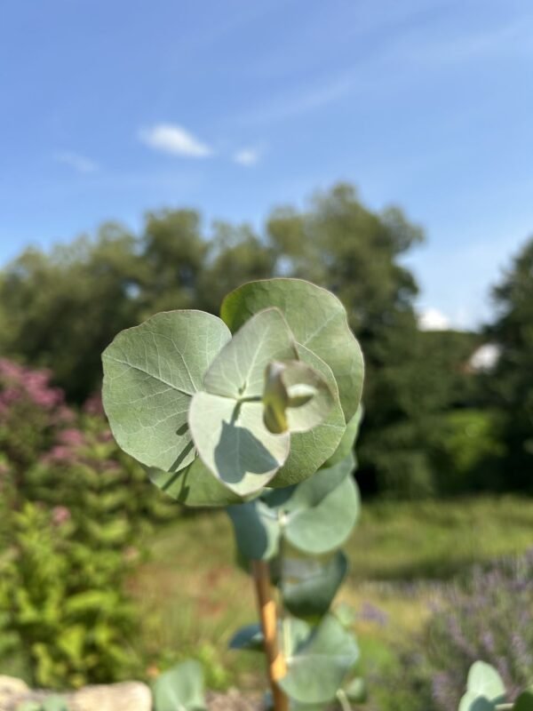 Eucalyptus cinerea ‘Silver Dollar’ - Obrázek 3