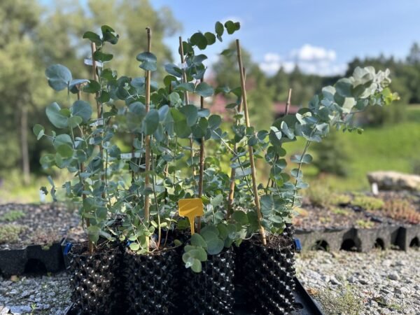 Eucalyptus cinerea ‘Silver Dollar’ - Obrázek 4