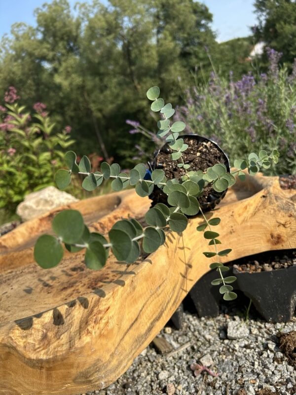 Eucalyptus gunnii "Silver Drop" - Obrázek 2