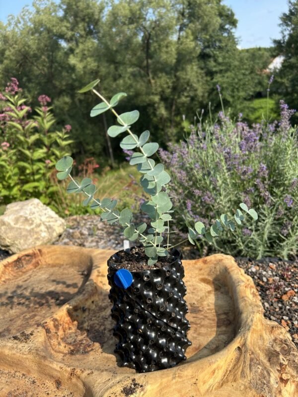 Eucalyptus gunnii "Silver Drop"