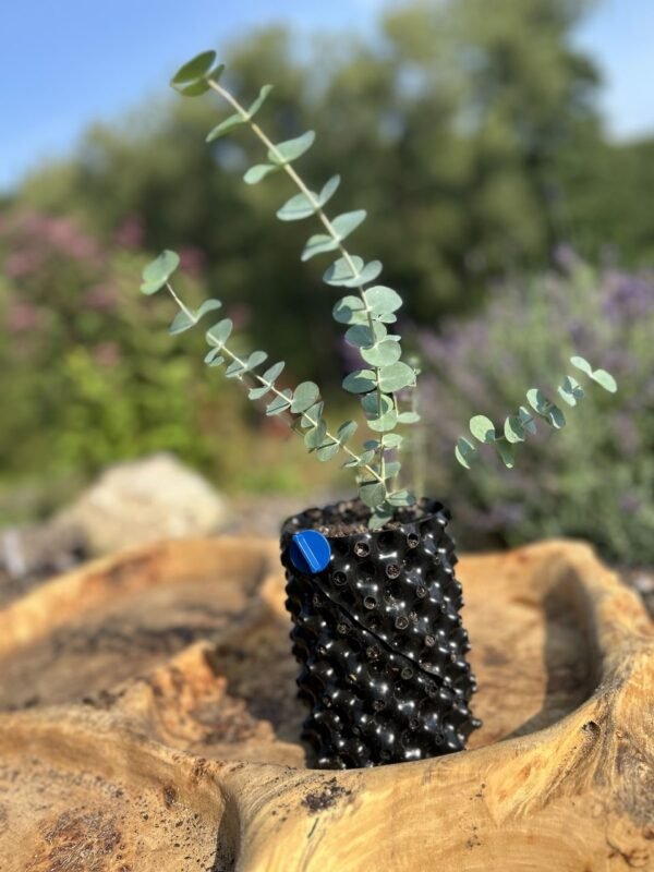 Eucalyptus gunnii "Silver Drop" - Obrázek 4