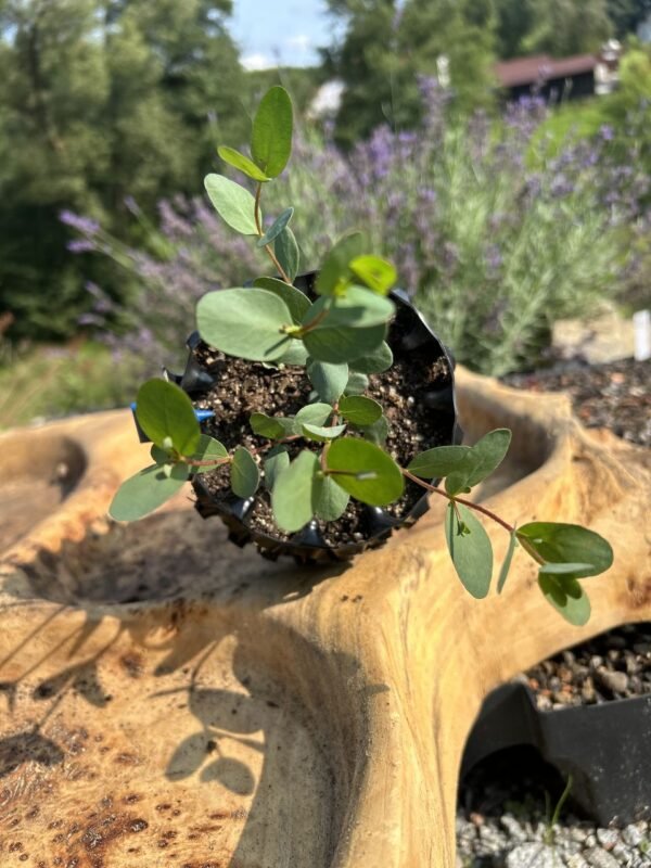 Eucalyptus parvula "Small Leaved Gum" - Obrázek 2