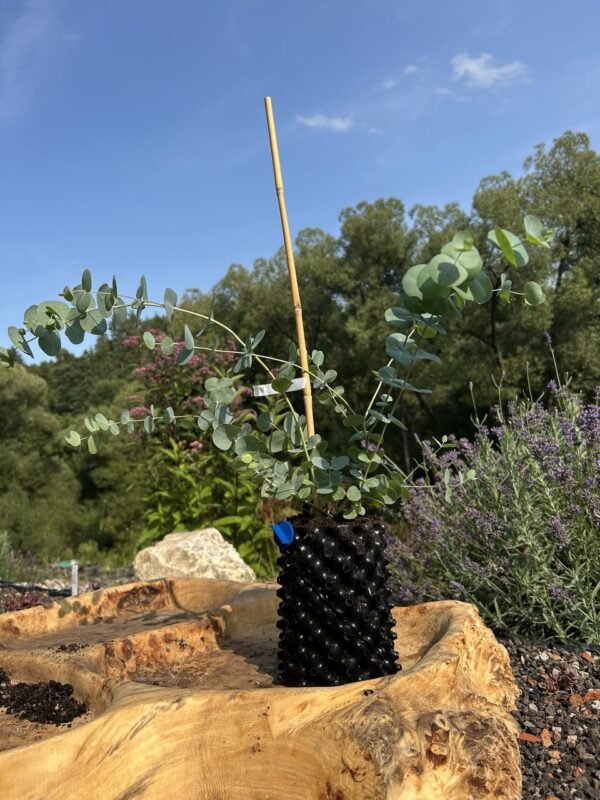 Eucalyptus pulverulenta ‘Baby Blue’ - Obrázek 3