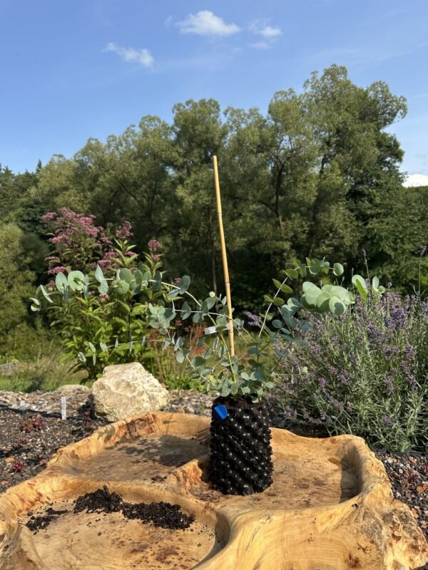Eucalyptus pulverulenta ‘Baby Blue’ - Obrázek 2