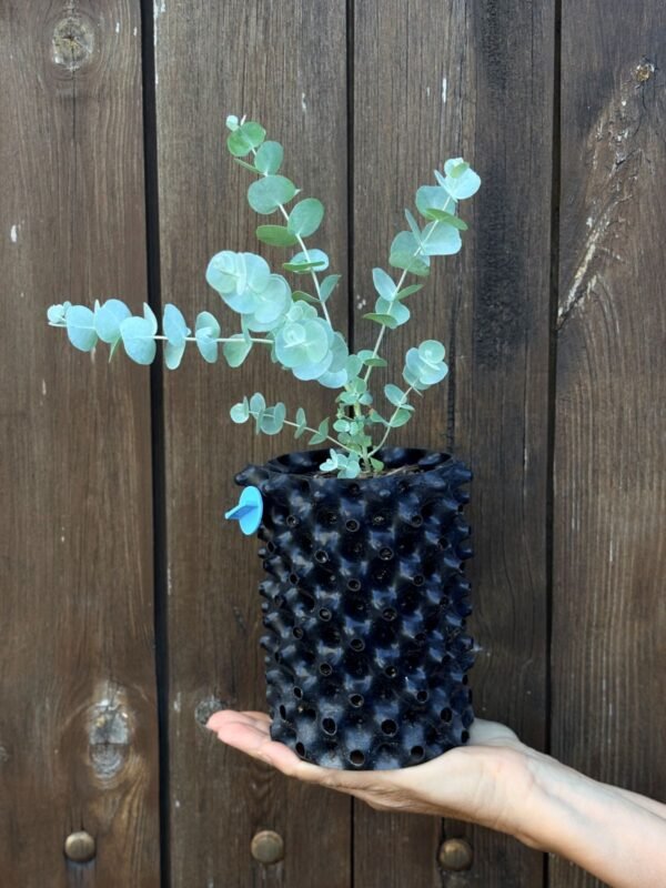 Eucalyptus Glaucescens