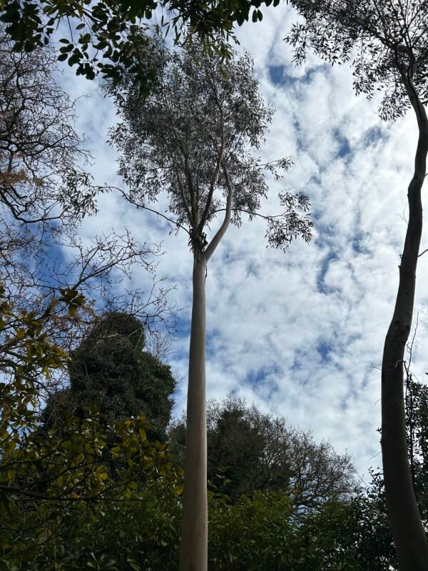 Eucalyptus Glaucescens - Obrázek 2