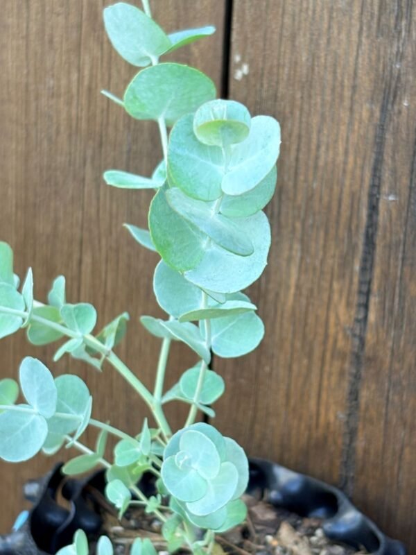 Eucalyptus Glaucescens - Obrázek 4