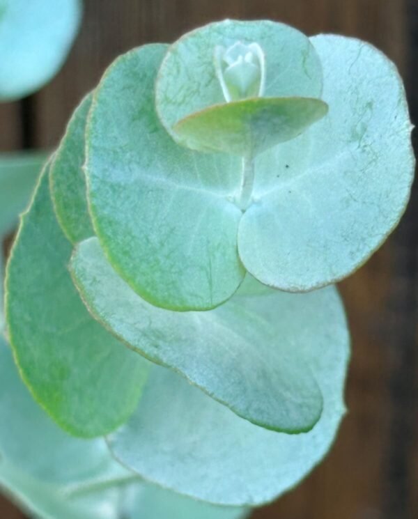 Eucalyptus Glaucescens
