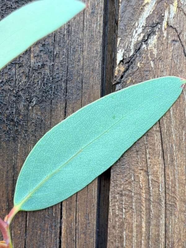 Eucalyptus Gregsoniana - Obrázek 2