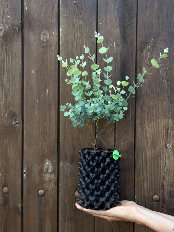 Eucalyptus gunnii "Azura"
