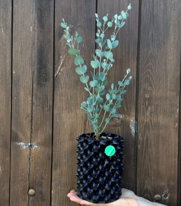 Eucalyptus gunnii "Cider gum"
