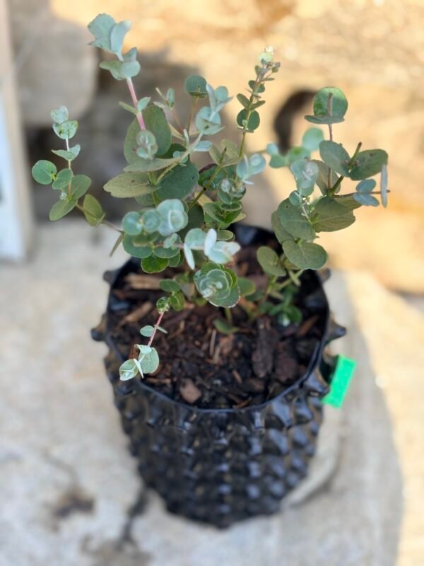 Eucalyptus gunnii "Azura" - Obrázek 2