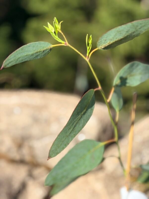 Eucalyptus Pauciflora subsp. Niphophilla - Obrázek 4