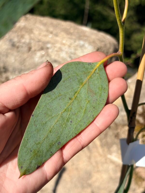 Eucalyptus Pauciflora subsp. Niphophilla - Obrázek 5