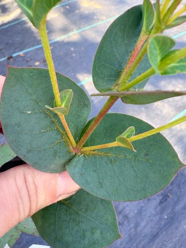 Eucalyptus Stellulata - Obrázek 3