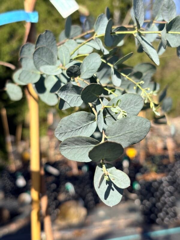 Eucalyptus Glaucescens - Obrázek 3