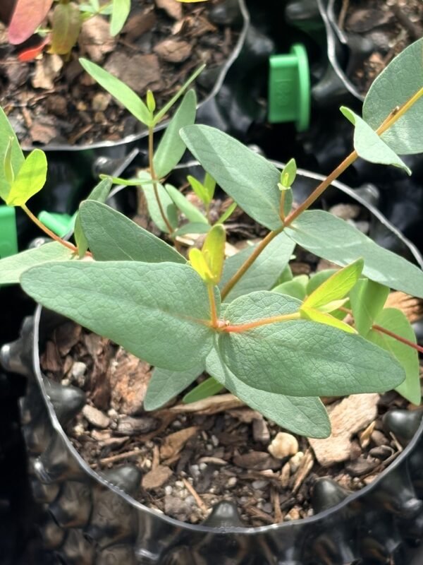 Eucalyptus Nicholi - Obrázek 3