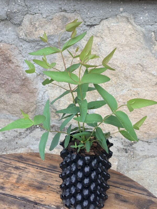 Eucalyptus Dalrympleana - Obrázek 6