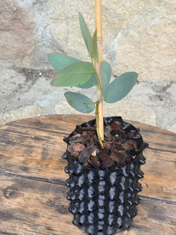 Eucalyptus Pauciflora subsp. Debeuzevillei - Obrázek 4